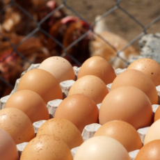 Farm Fresh Eggs