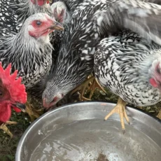 Chickens at De'Viar Farms