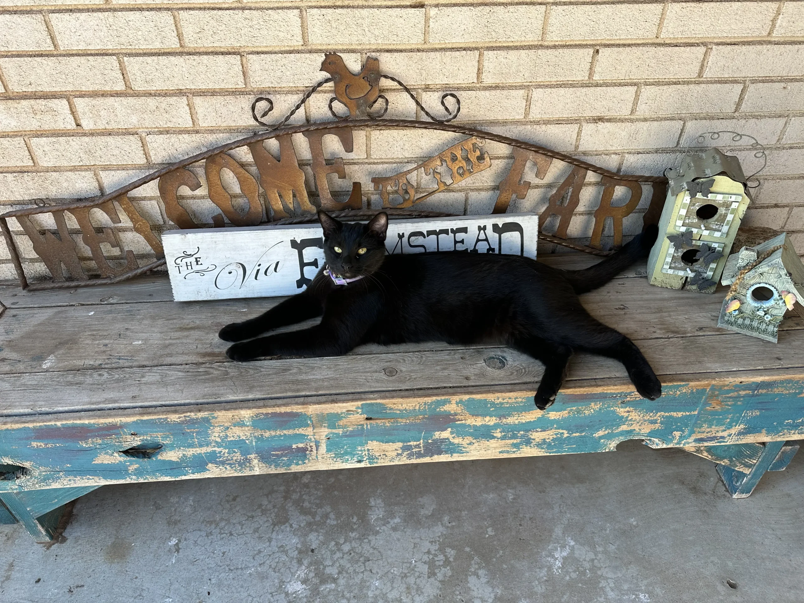 Cats at De'Viars Farm
